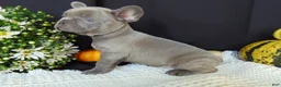 French Bulldog dogs for sale: Myles - Ad 6