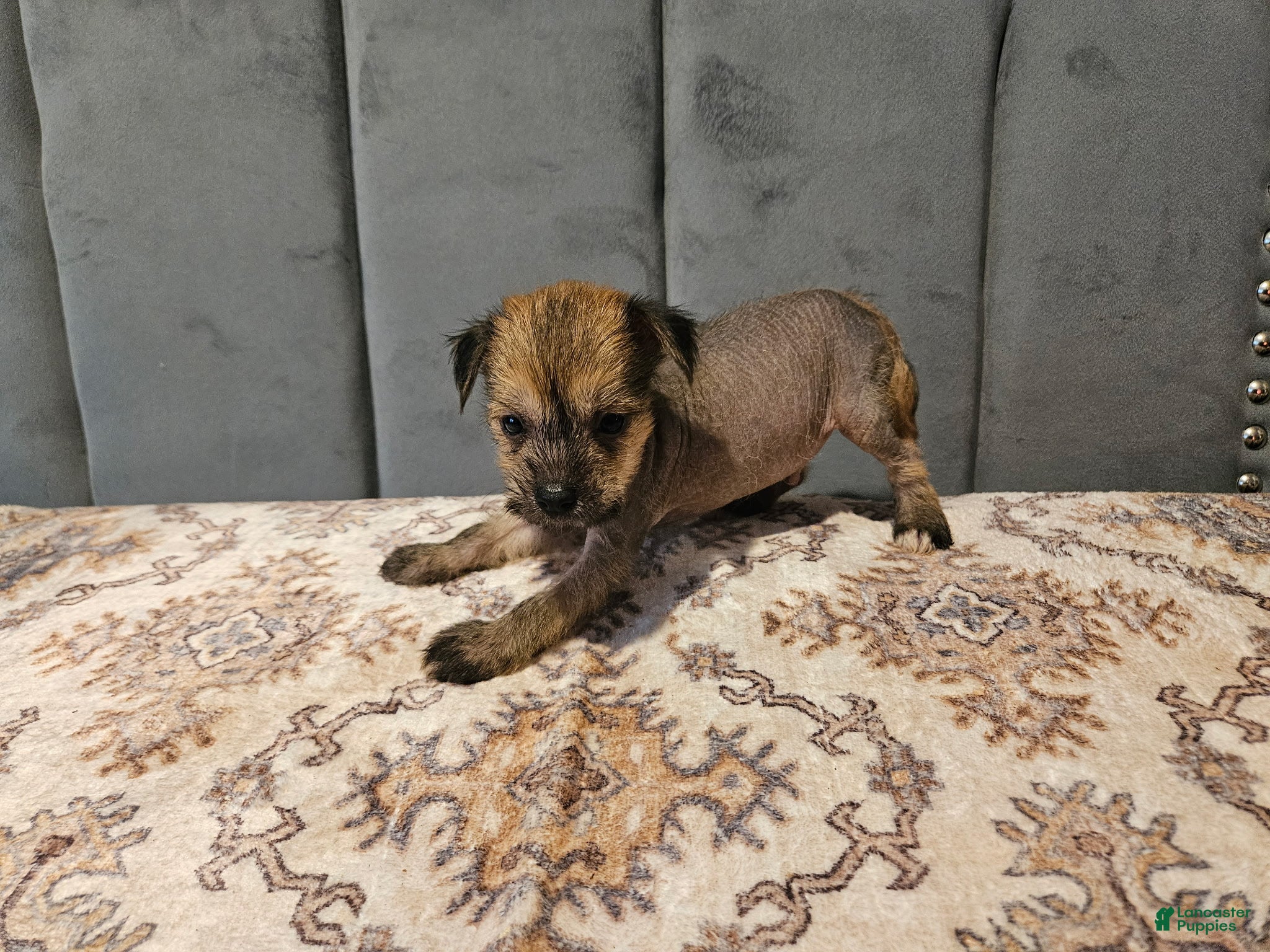 Mixed Breed dogs for sale:  Boss  - Ad 4