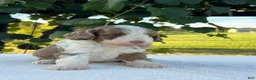 Aussiedoodle dogs for sale: Butternut Miniature Aussiedoodle  - Ad 7