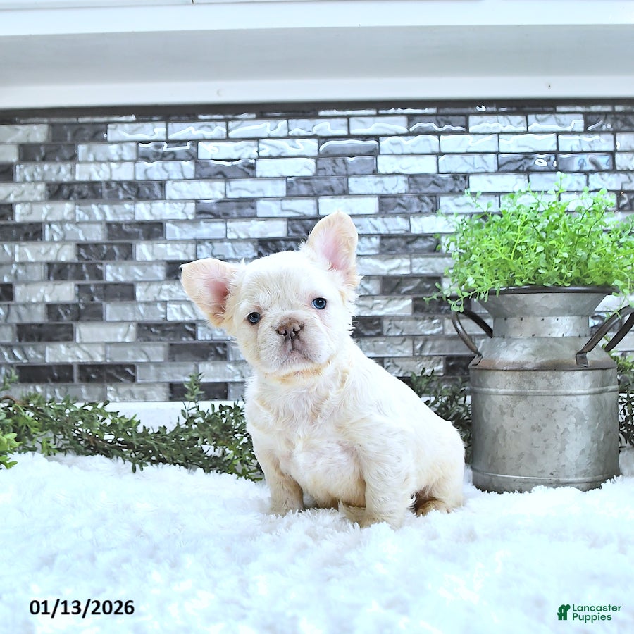 French Bulldog dogs Lola - Ad 41