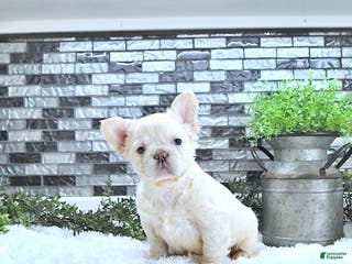 French Bulldog dogs Lola - Ad 41