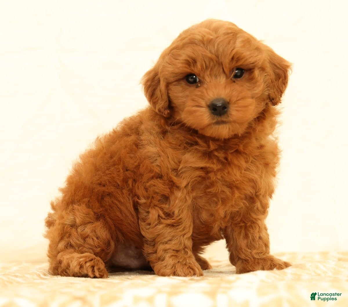 Mini Goldendoodle dogs Lane - Ad 2
