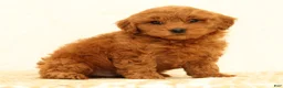 Mini Goldendoodle dogs for sale: Lane - Ad 2