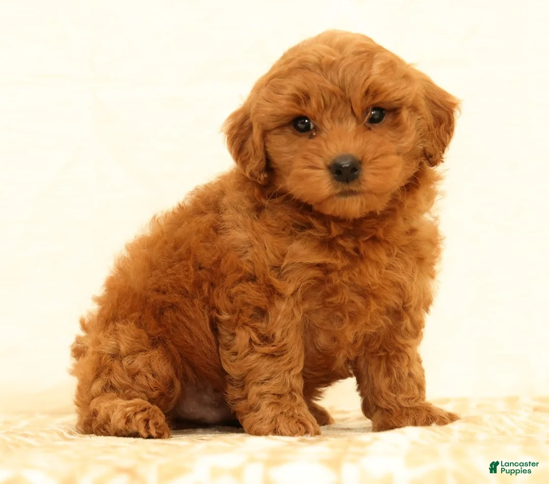 Mini Goldendoodle dogs for sale: Lane - Ad 2