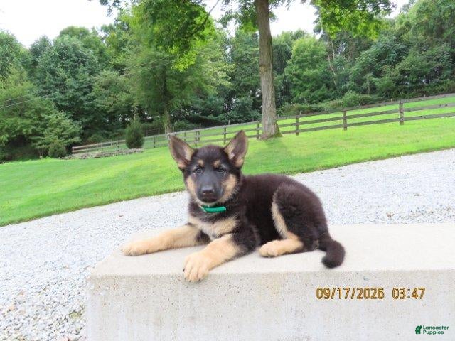 German Shepherd dogs Dice - Ad 2