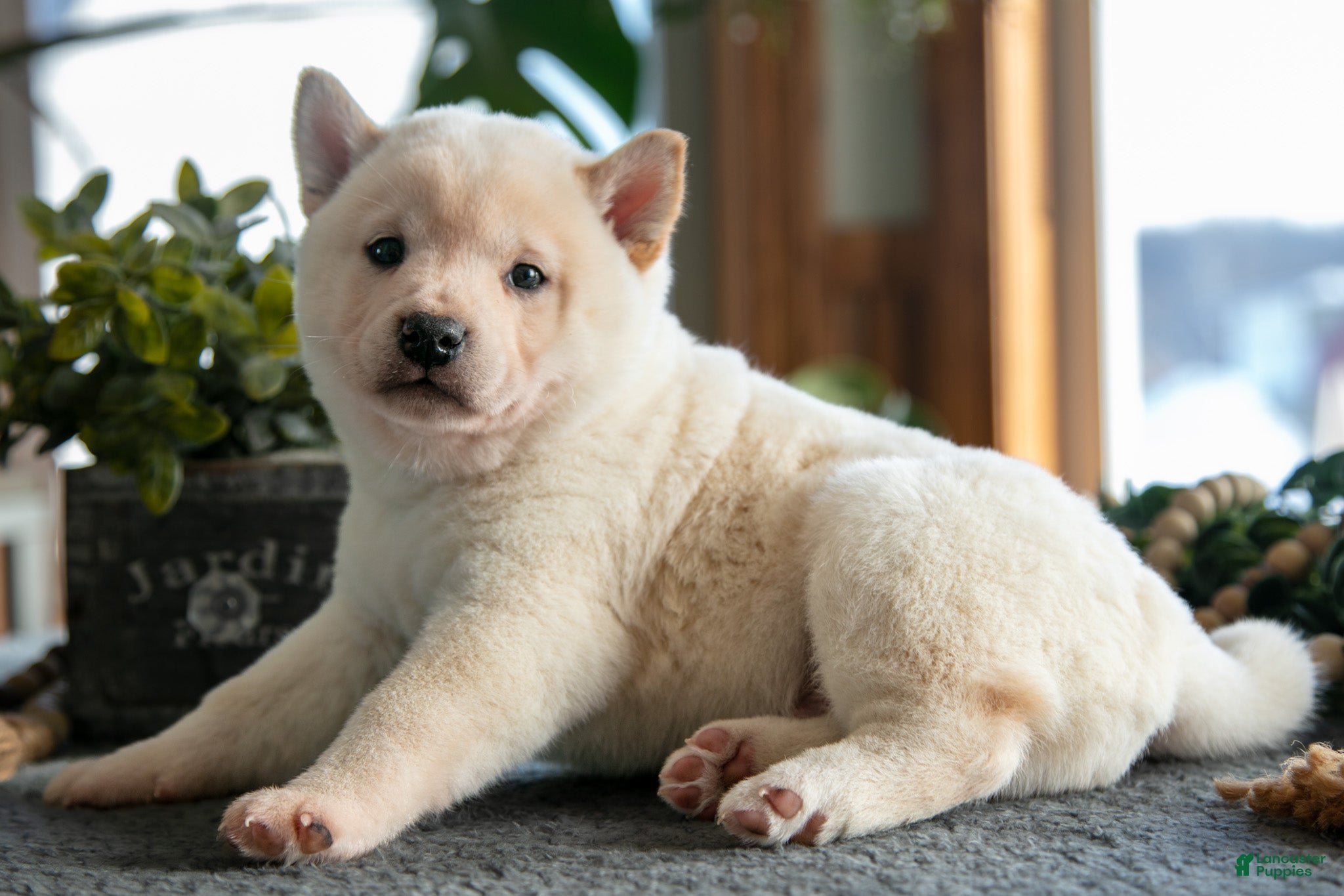 Shiba Inu dogs Biscuit - Ad 24