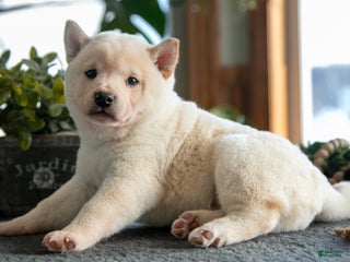 Shiba Inu dogs Biscuit - Ad 24