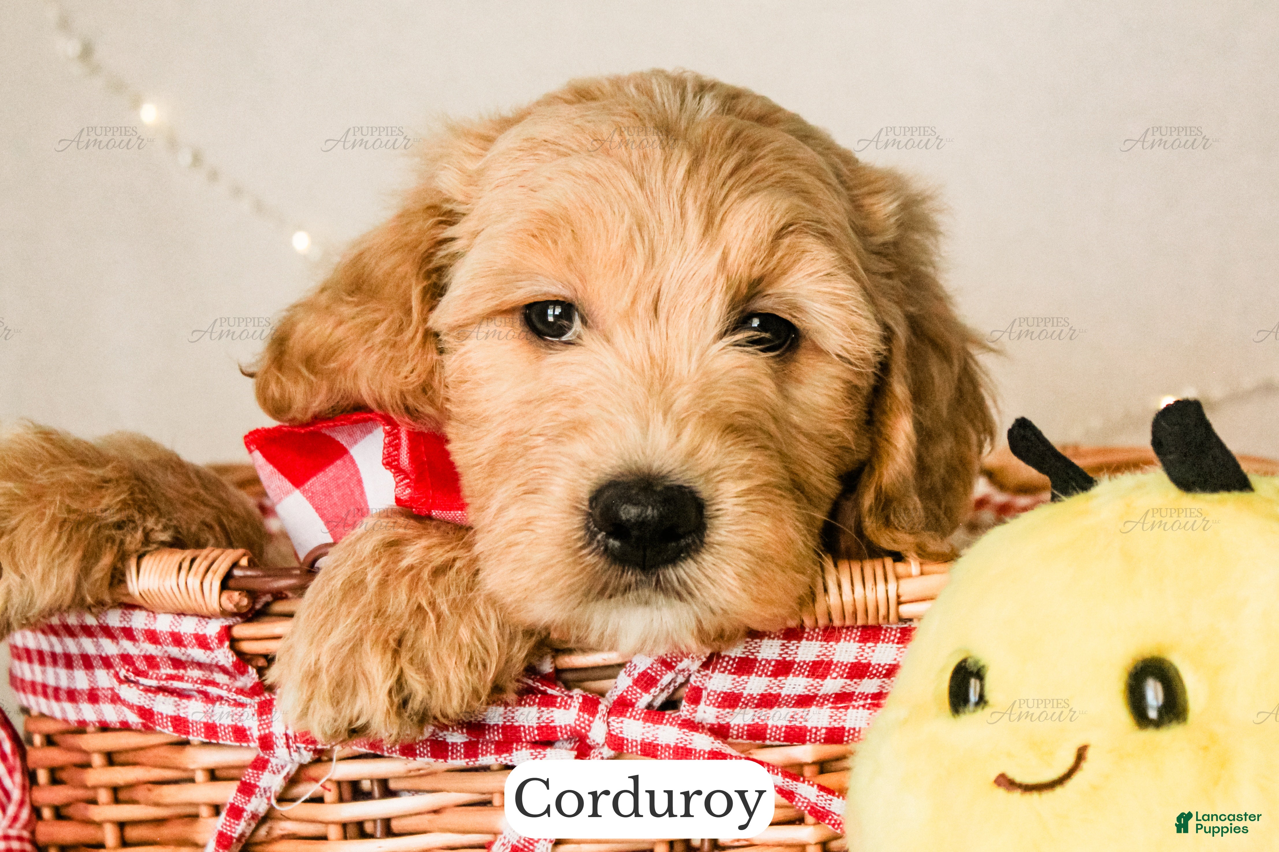 Goldendoodle dogs Corduroy - Ad 1