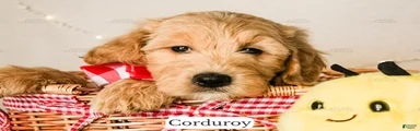 Corduroy