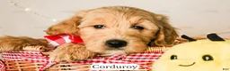 Goldendoodle dogs for sale: Corduroy - Ad 1