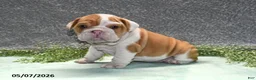 English Bulldog dogs for sale: Jackson - Ad 3
