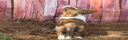 Mixed Breed dogs for sale: Teal collar  - Ad 3