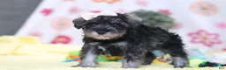 Miniature Schnauzer dogs for sale: Layla - Ad 4