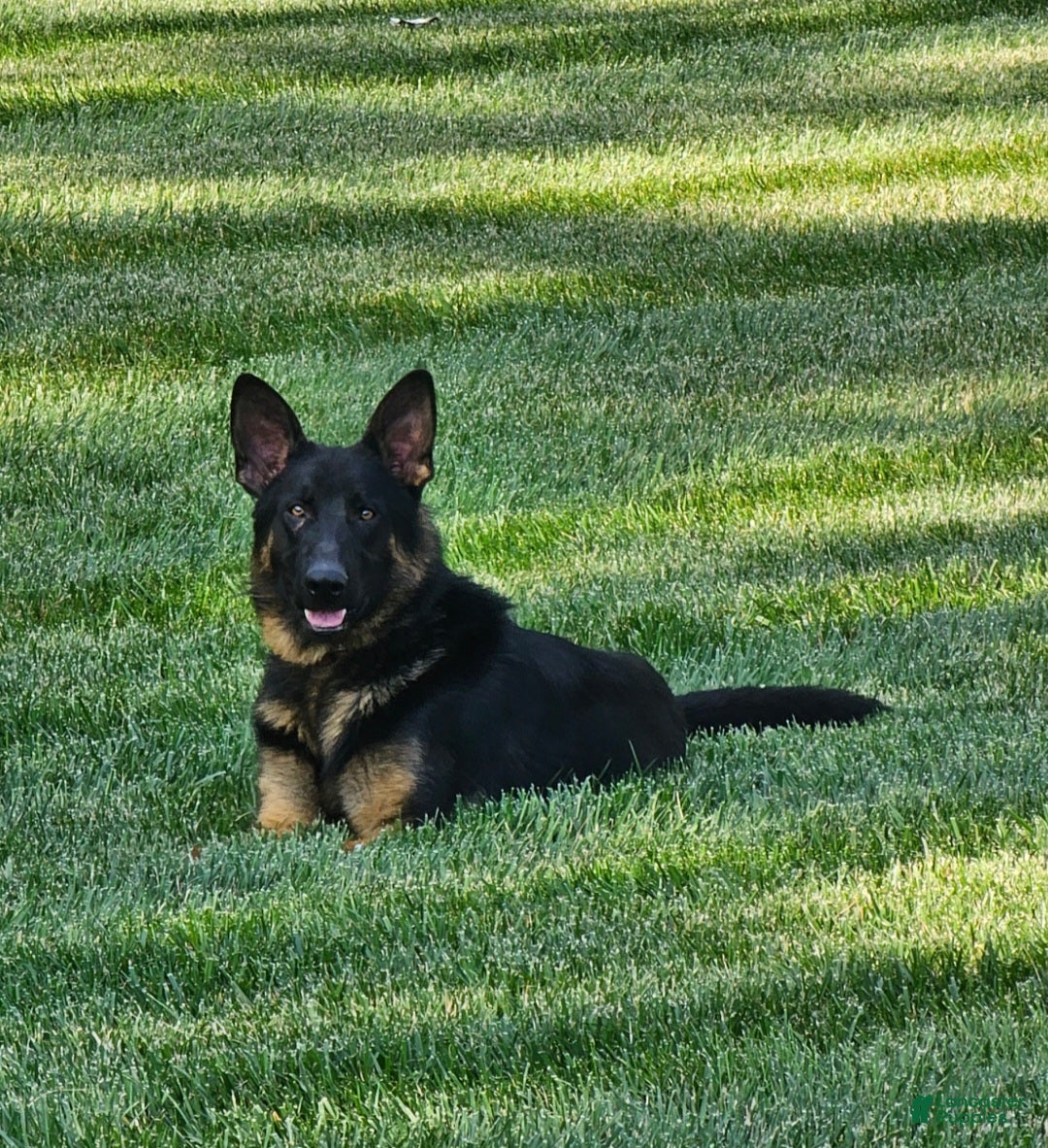 German Shepherd dogs for sale: Axel  - Ad 6