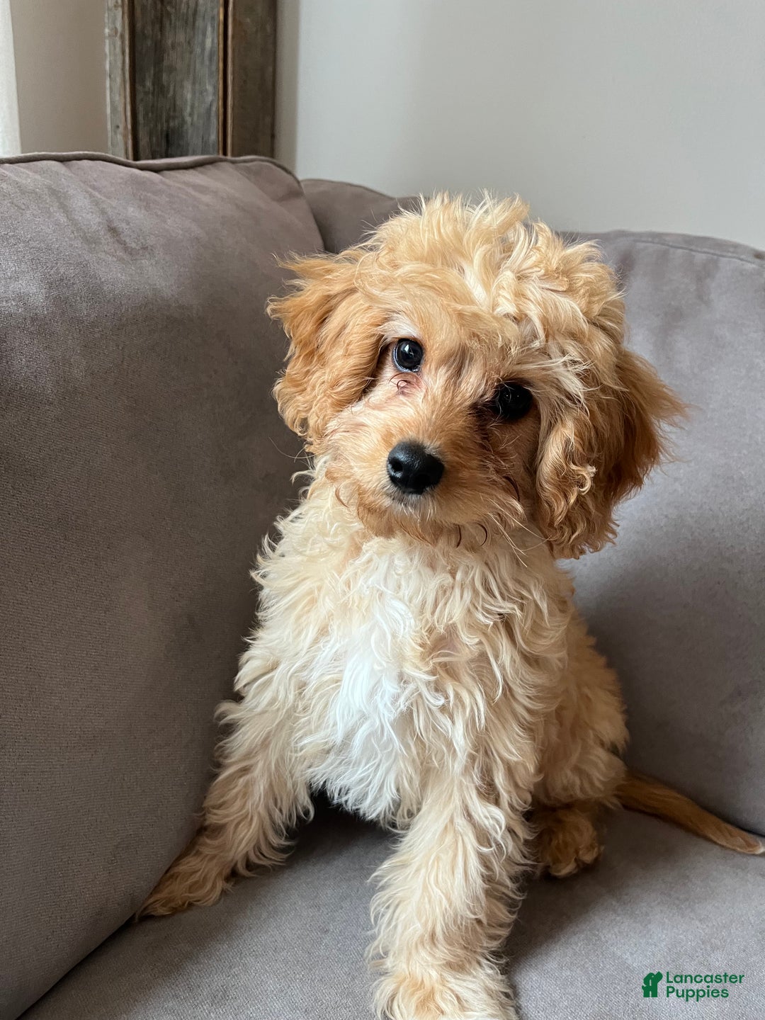 Cavapoo dogs for sale: Mason - Ad 6