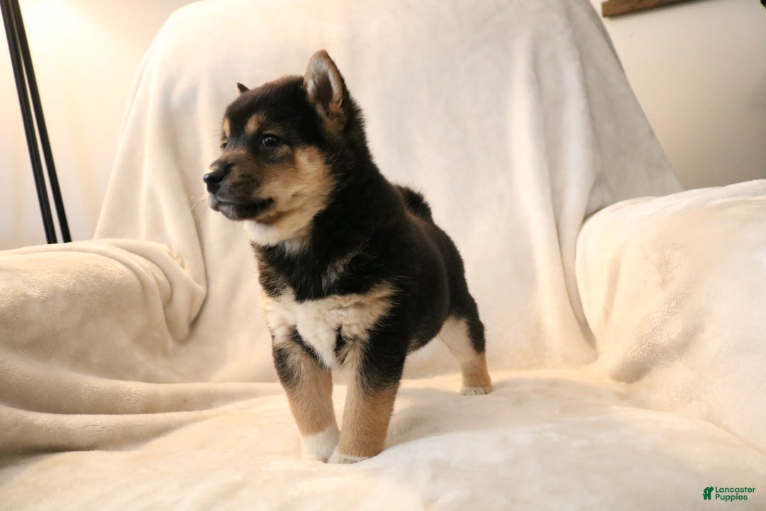 Shiba Inu dogs for sale: Shadow - Ad 3