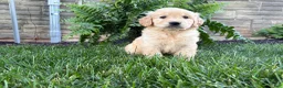 Golden Retriever dogs for sale: Max - Ad 4