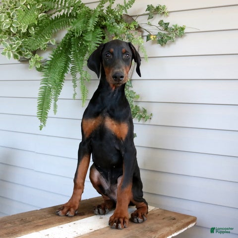 Doberman Pinscher dogs Wyatt - Ad 1