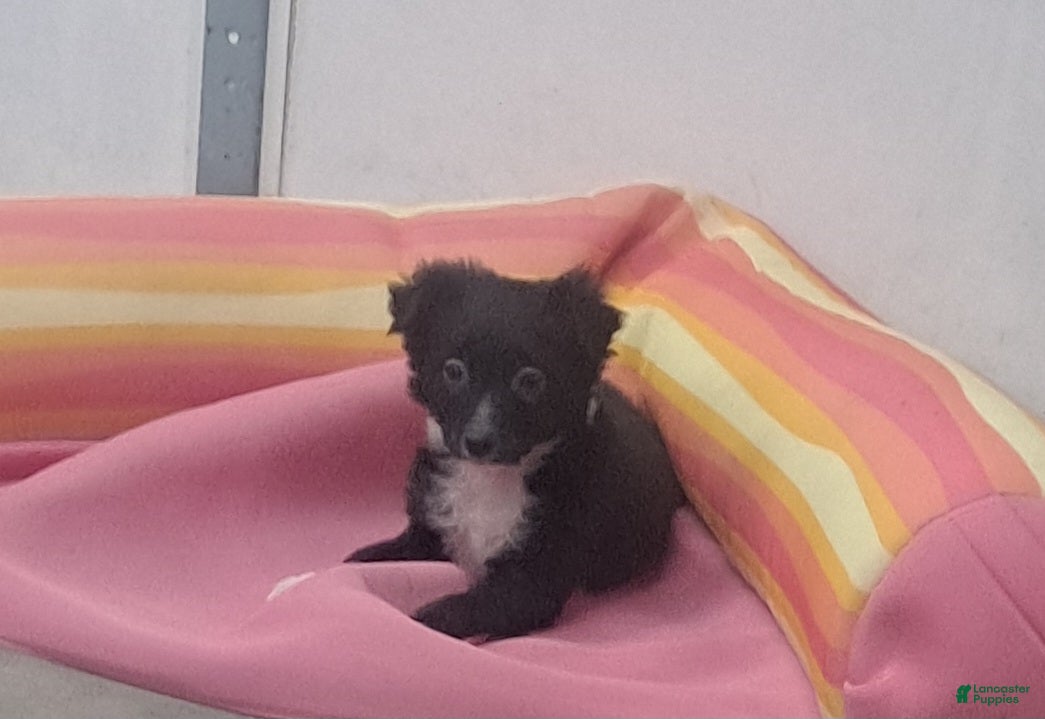 Miniature Australian Shepherd dogs Tim - Ad 24