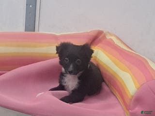 Miniature Australian Shepherd dogs Tim - Ad 42