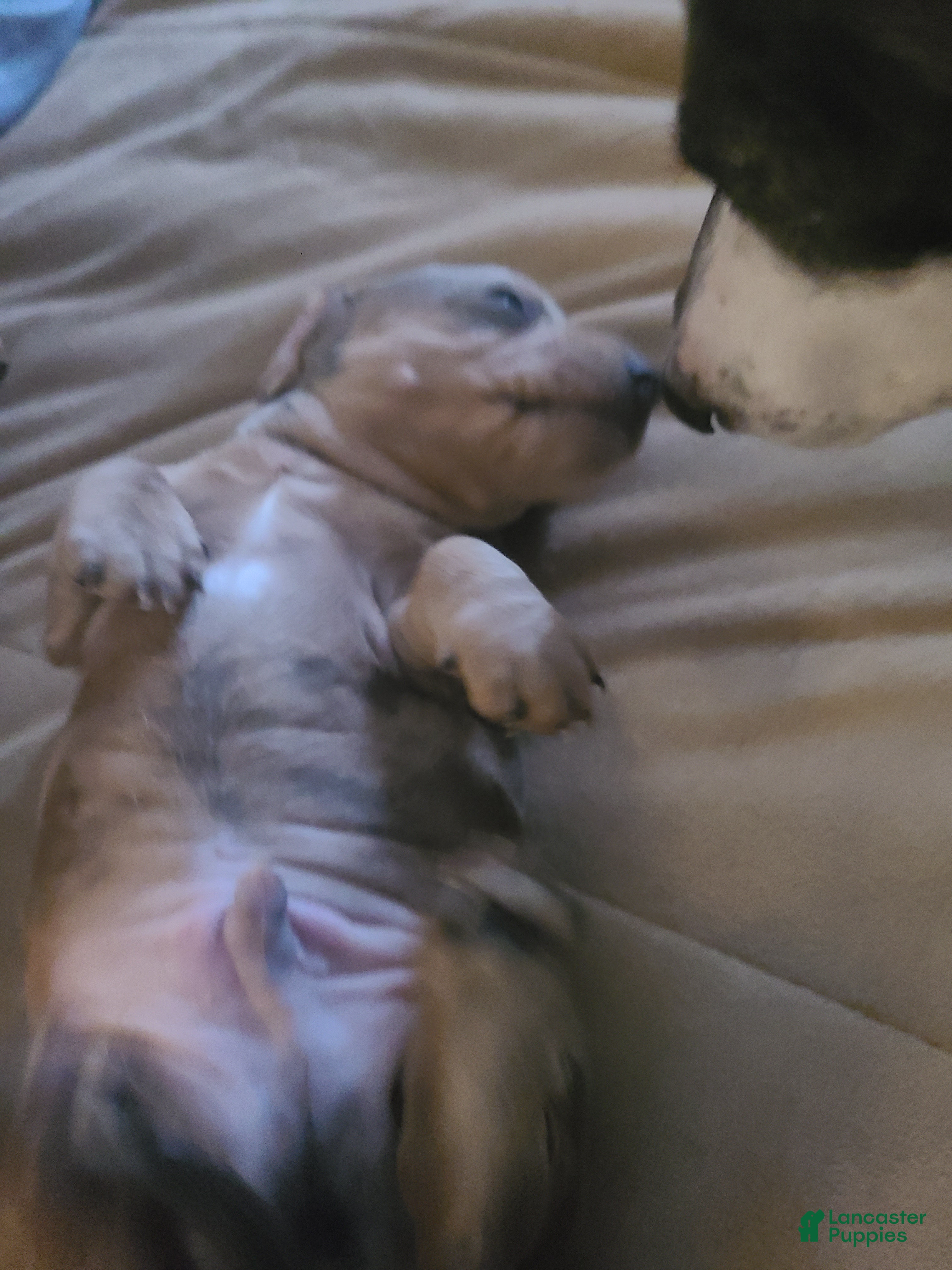 Dachshund dogs  Puppy 2 - Ad 1