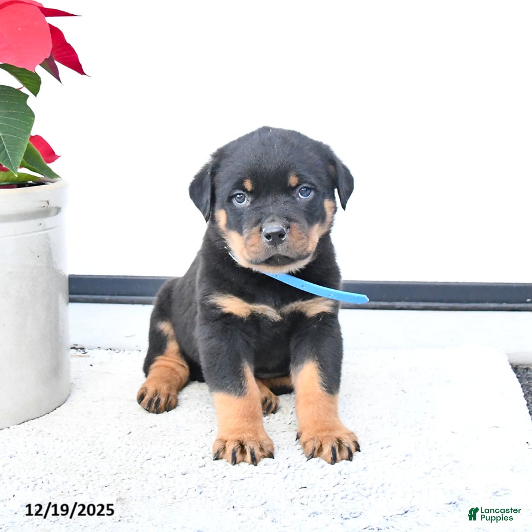 Rottweiler dogs for sale: Tank - Ad 2