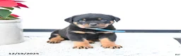 Rottweiler dogs for sale: Tank - Ad 2