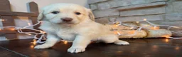 Mixed Breed dogs for sale: Butterscotch (Girl) - Ad 1
