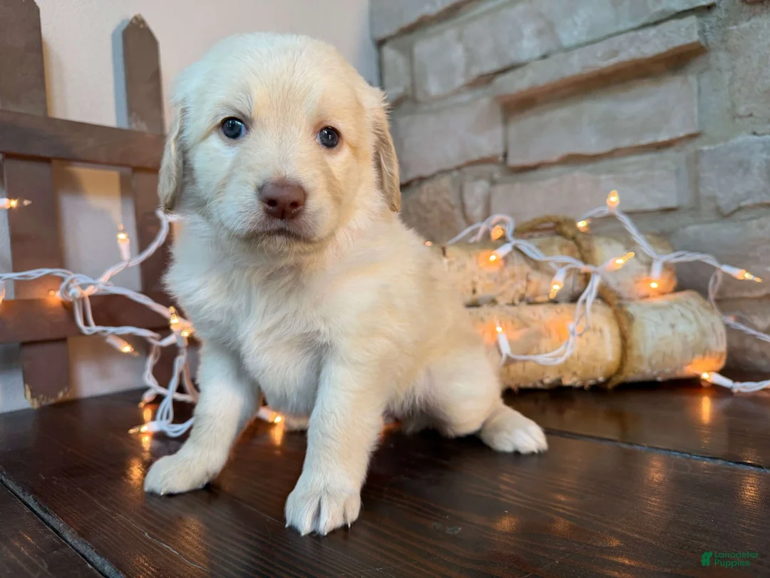 Mixed Breed dogs for sale: Butterscotch (Girl) - Ad 1