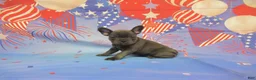 French Bulldog dogs for sale: AKC Bluebell - Ad 7