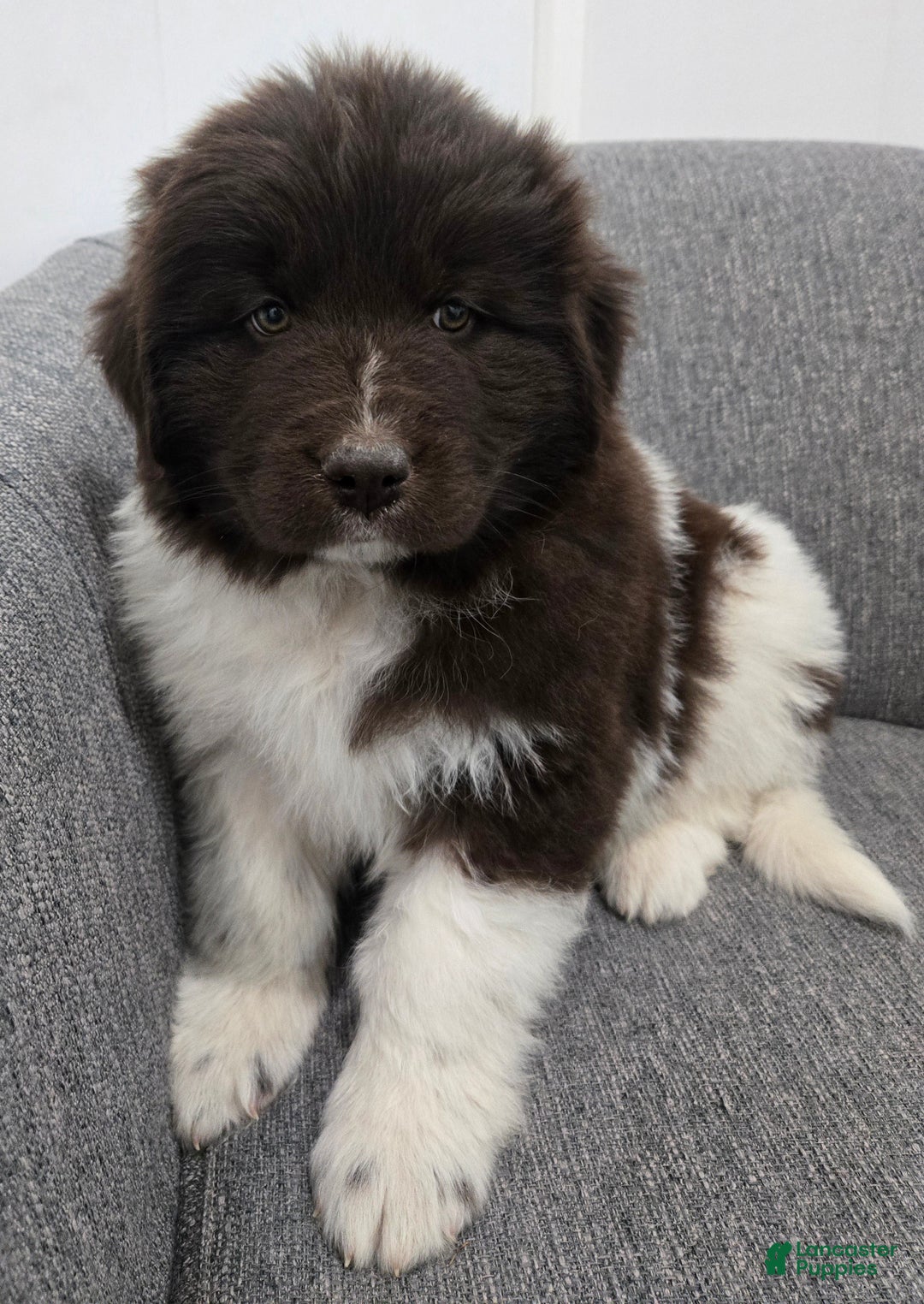 Newfoundland dogs for sale: Beauty  - Ad 2