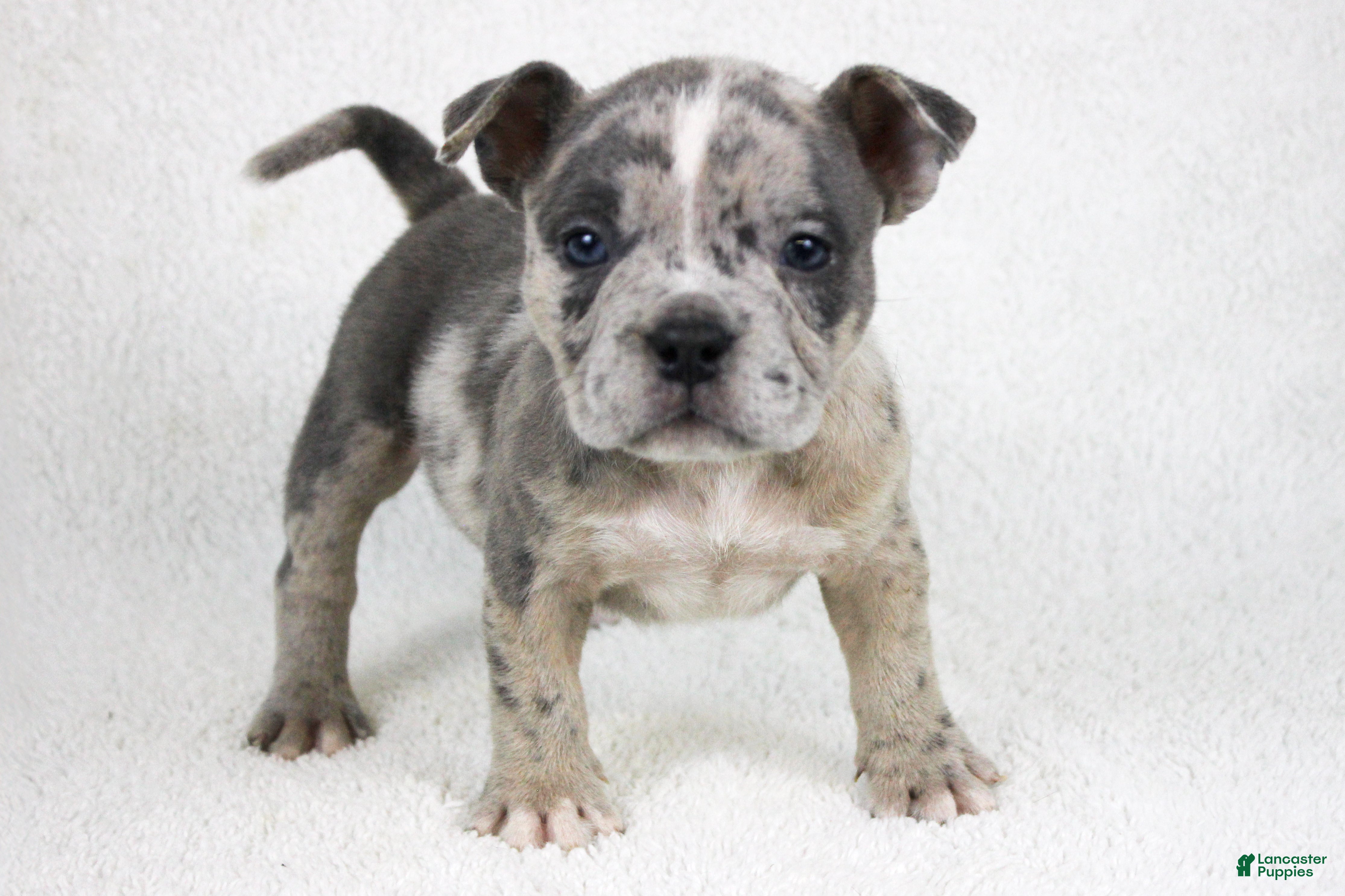 American Bully dogs Blue Brindle Merle Female - Ad 1