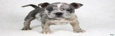 Blue Brindle Merle Female