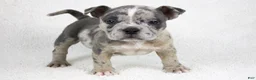 American Bully dogs for sale: Blue Brindle Merle Female - Ad 1