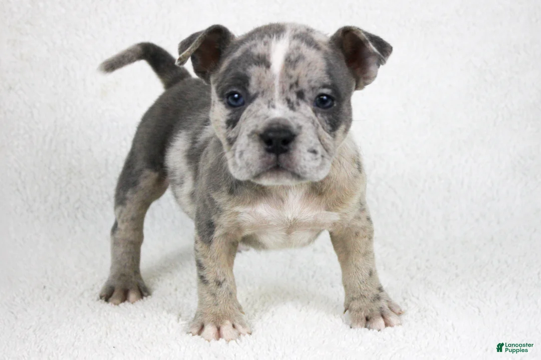 American Bully dogs for sale: Blue Brindle Merle Female - Ad 1