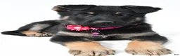 German Shepherd dogs for sale: Lori - Ad 4