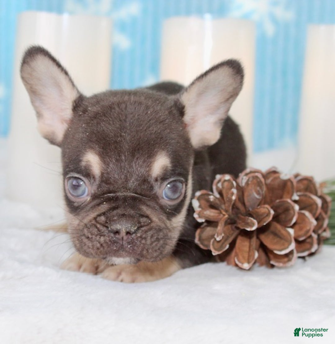 French Bulldog dogs for sale: Rolo - Ad 3