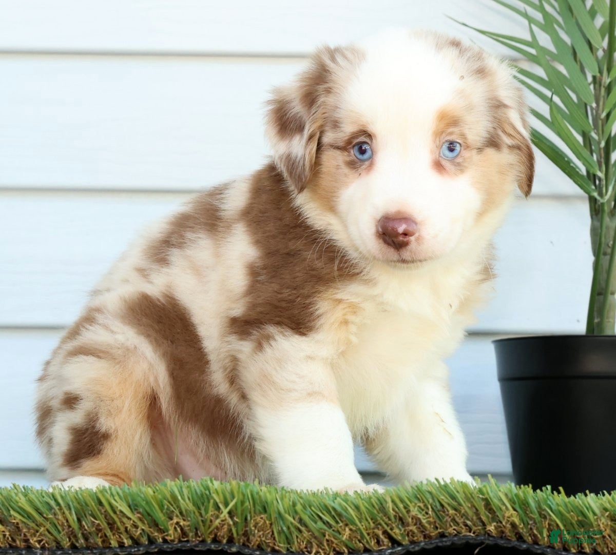 Miniature Australian Shepherd dogs for sale: Turbo - Ad 5