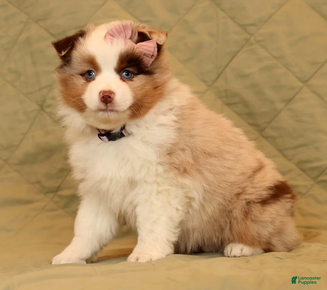 Miniature Australian Shepherd dogs for sale: Carmen - Ad 9