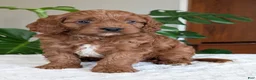 Cavapoo dogs for sale: Jake - Ad 28