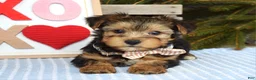 Yorkshire Terrier dogs for sale: Peter  - Ad 2