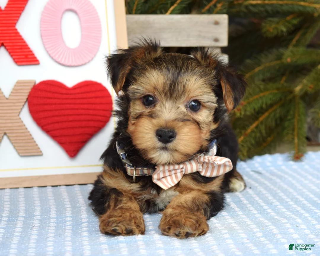 Yorkshire Terrier dogs for sale: Peter  - Ad 2