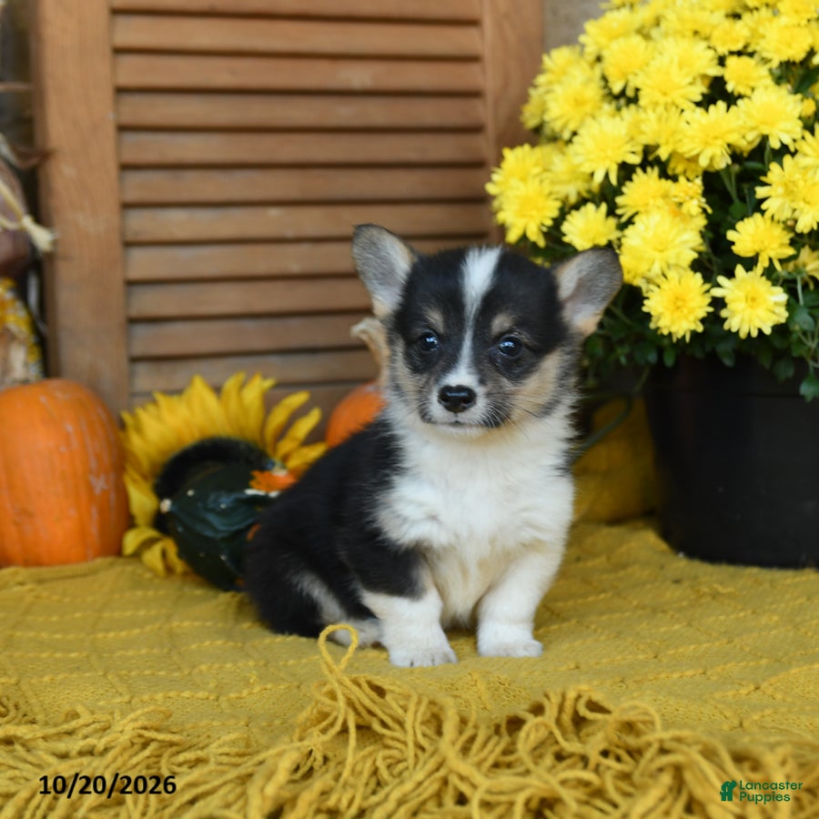 Welsh Corgi Pembroke dogs for sale: Dixie - Ad 1