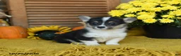 Welsh Corgi Pembroke dogs for sale: Dixie - Ad 1
