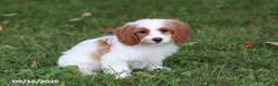 Cavapoochon dogs for sale: Hartley - Ad 6