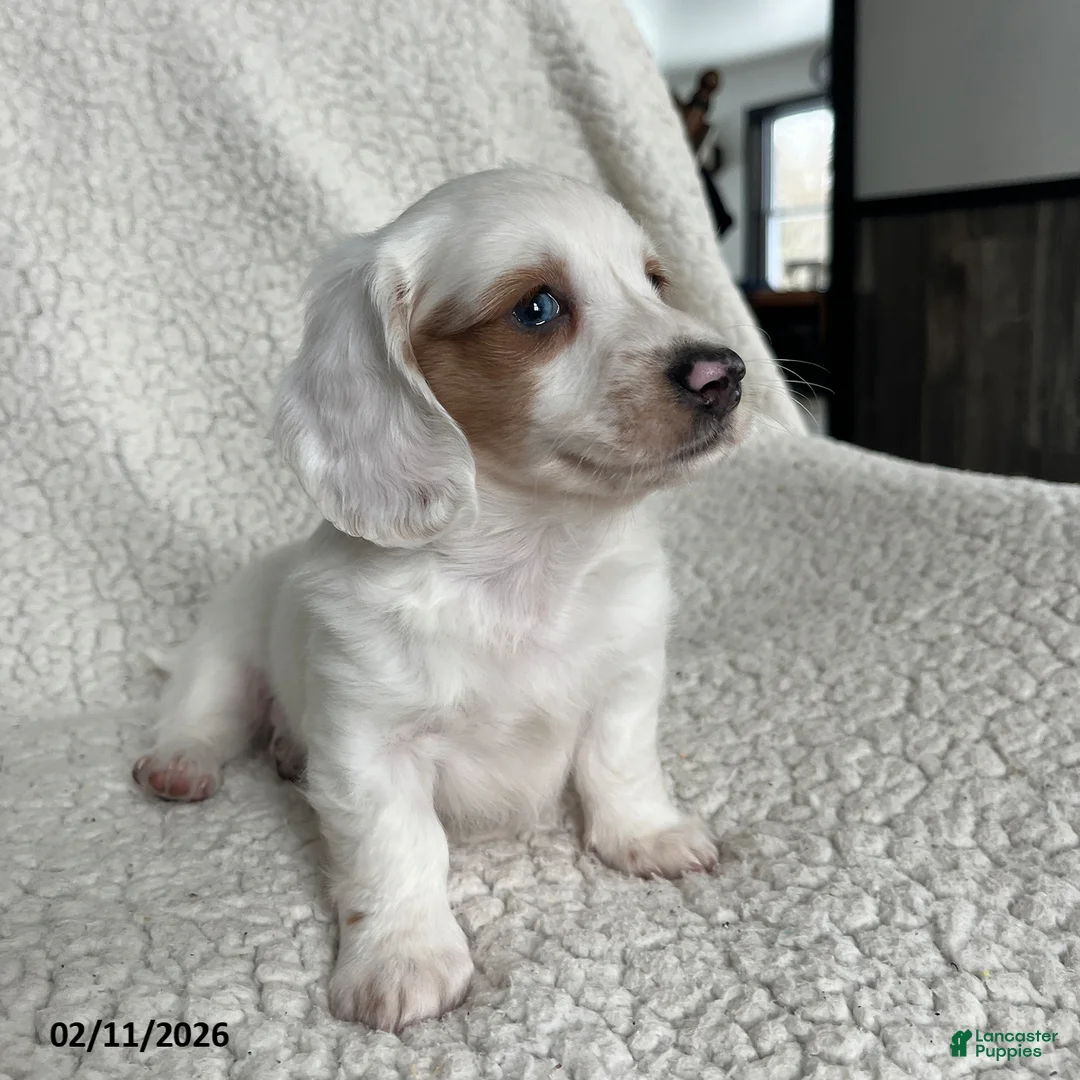 Miniature Dachshund dogs for sale: Snowflake Special Needs - Ad 3