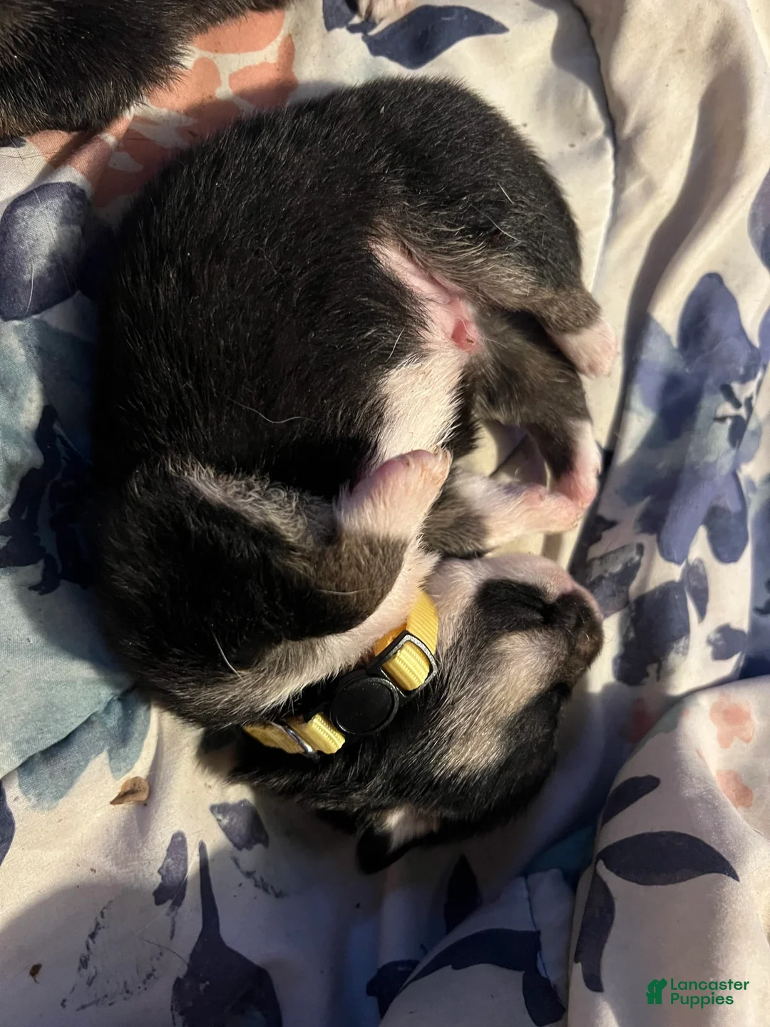 Gallery Image {{count}}