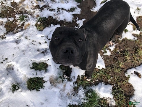 American Bully dogs pet quality  - Ad 3