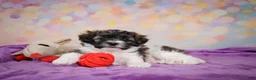 Maltipoo dogs for sale: Tucker - Ad 4