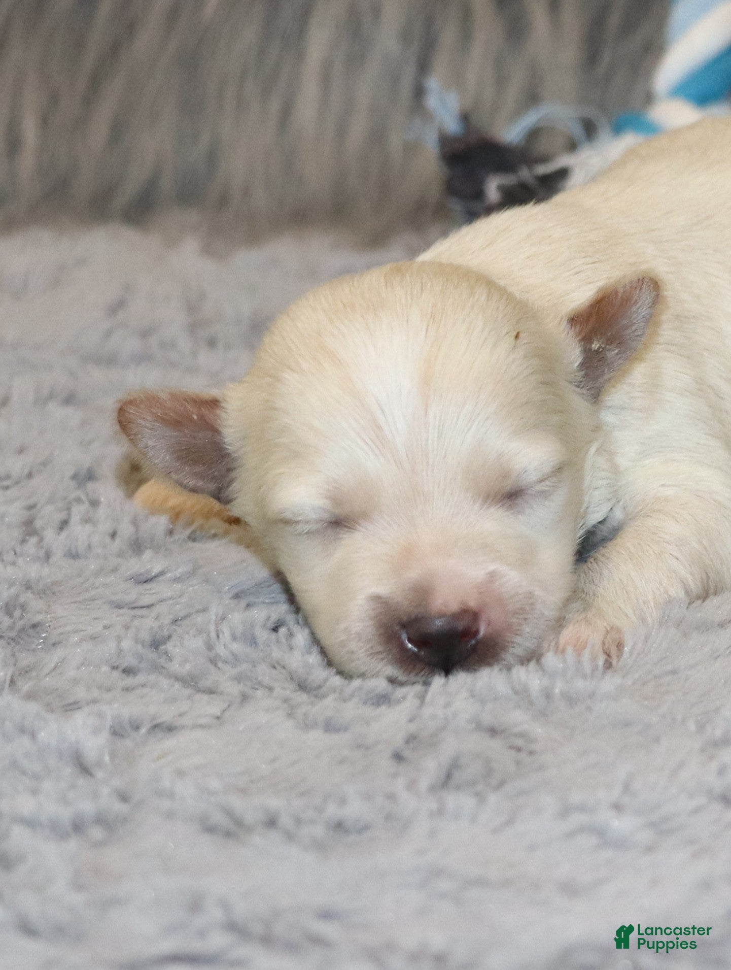 Havapoo dogs Parker 💙 Miniature - Ad 1